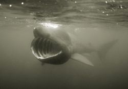 Basking shark swimming in the English Channel. D200 in Se... by Jean-Philippe Trenque 